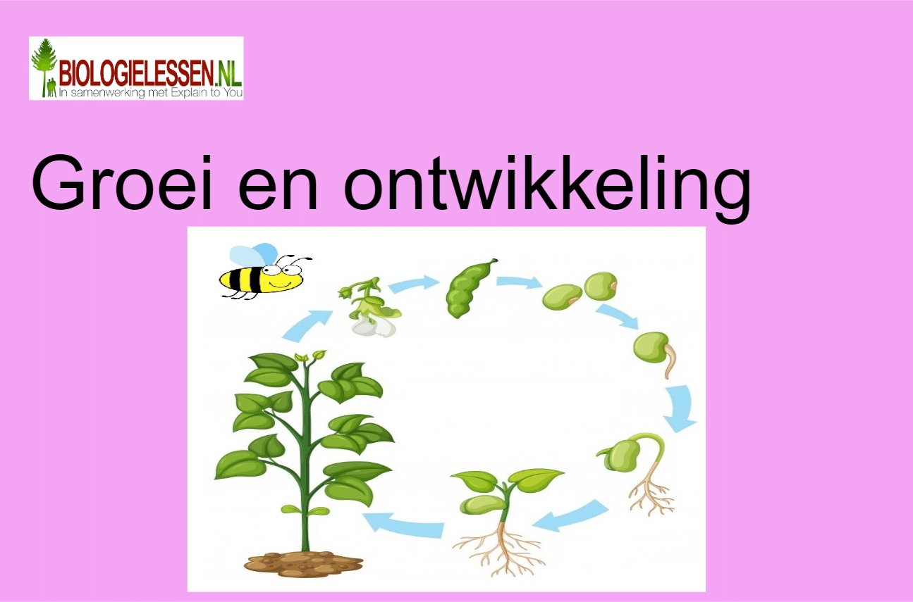 Wat Is Het Verschil Tussen Groeien En Ontwikkelen