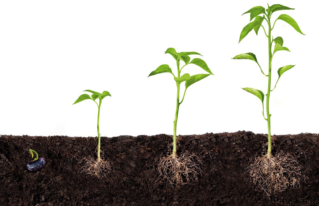groeiende-plantjes | Perennials, Food forest garden, Vegetable garden - Een Van De Snelst Groeiende Steden In Florida