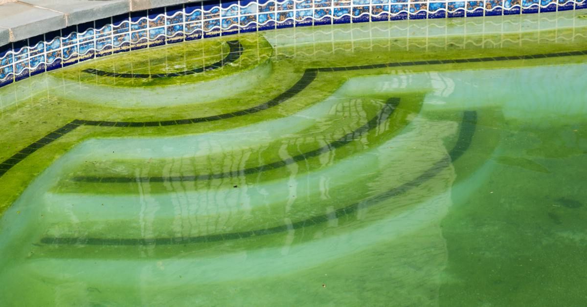 Kun Je Zwemmen In Groen Zwembadwater
