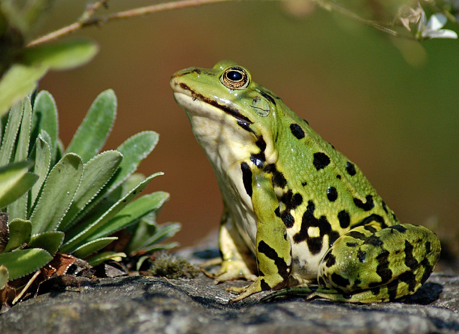 Groene Kikker (Van vroegevogels) Frog Statues, Frog And Toad, Hooves - Is Een Kikker Een Reptiel