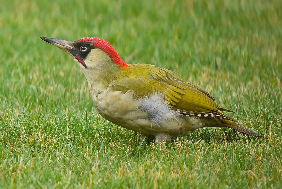 Groene specht | Green woodpecker Picus viridis Hasselt, Belg… | d_smets - Kleine Vogel Met Gele Streep Op Kop