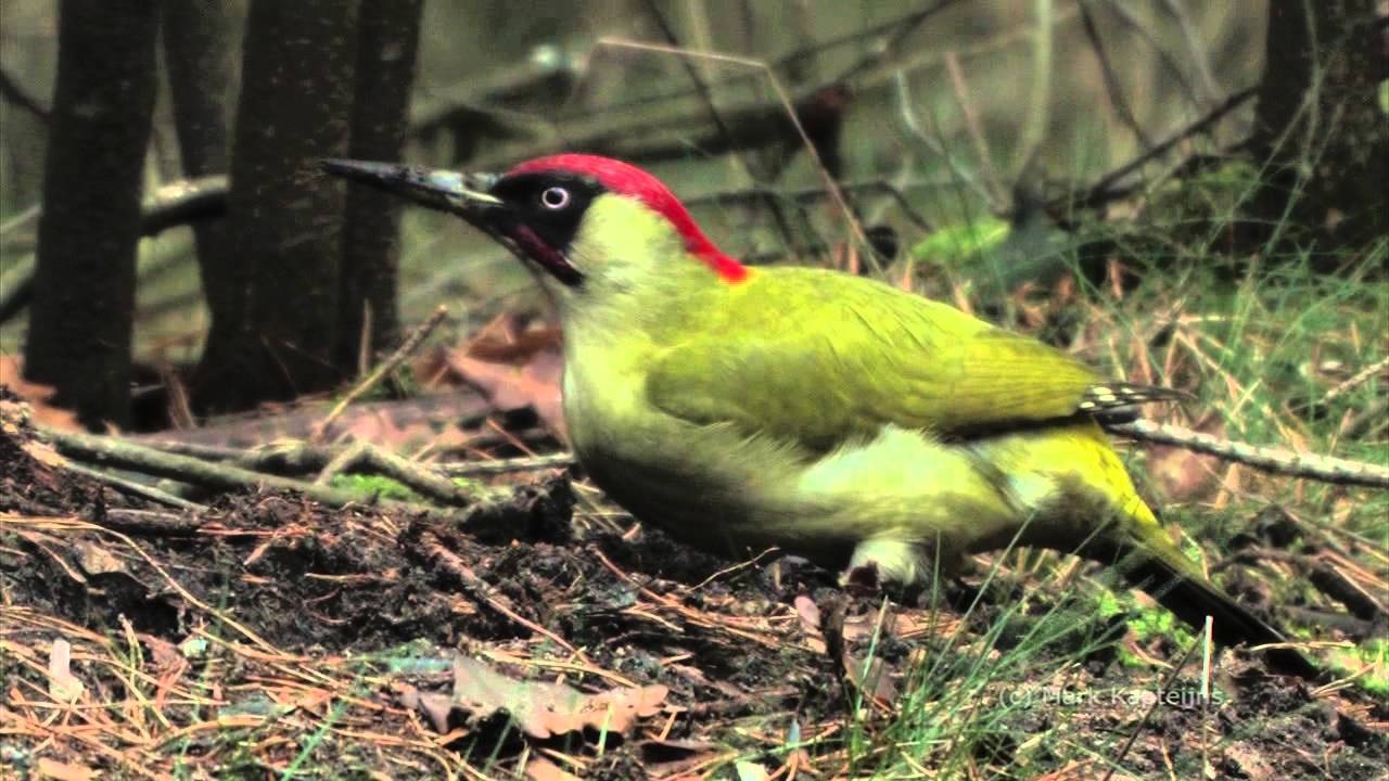 Vogels Met Een Lange Snavel