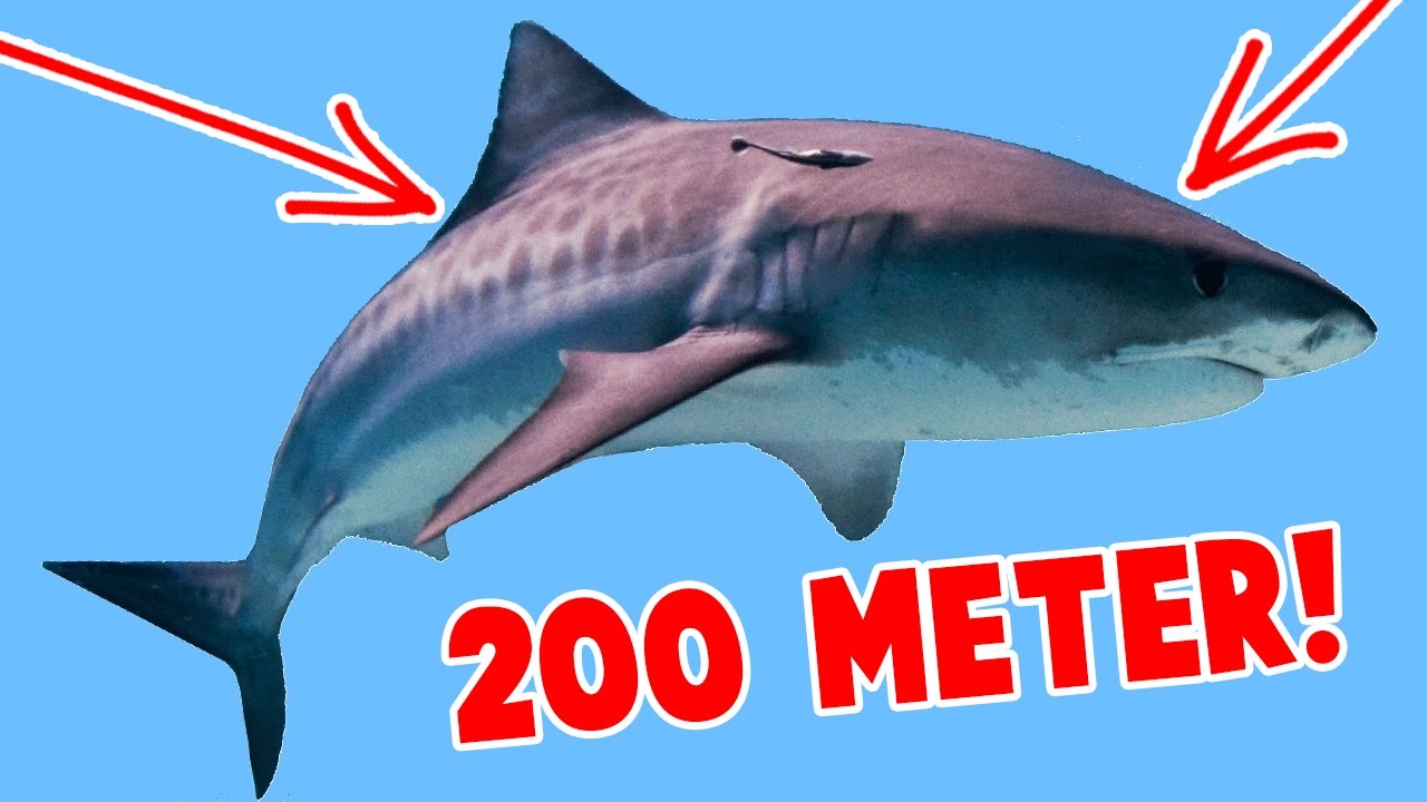 GROOTSTE HAAI TER WERELD! - YouTube - Welke Haai Is Eigenlijk Een Dolfijn