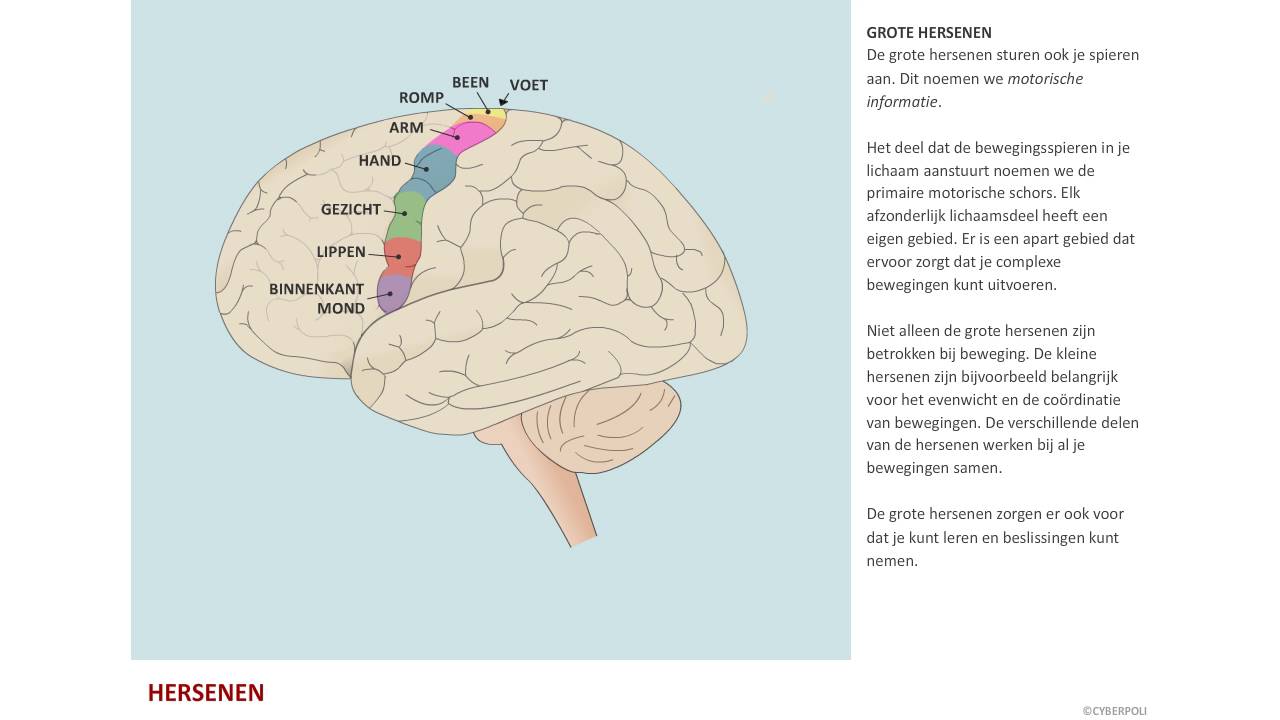 Wat Is De Functie Van De Kleine Hersenen
