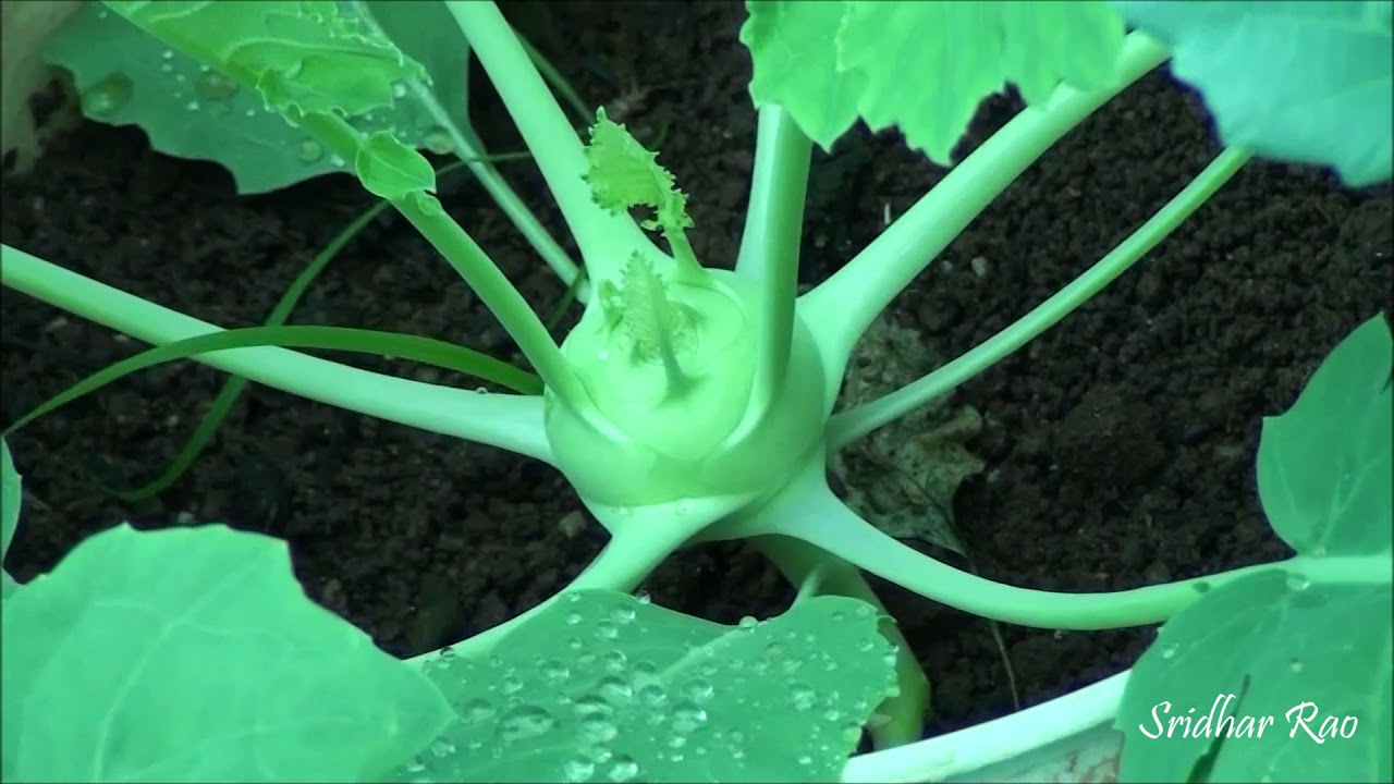 Growing knol khol - YouTube - Welke Schermbloemige Plant Vormt Een Rode Knol