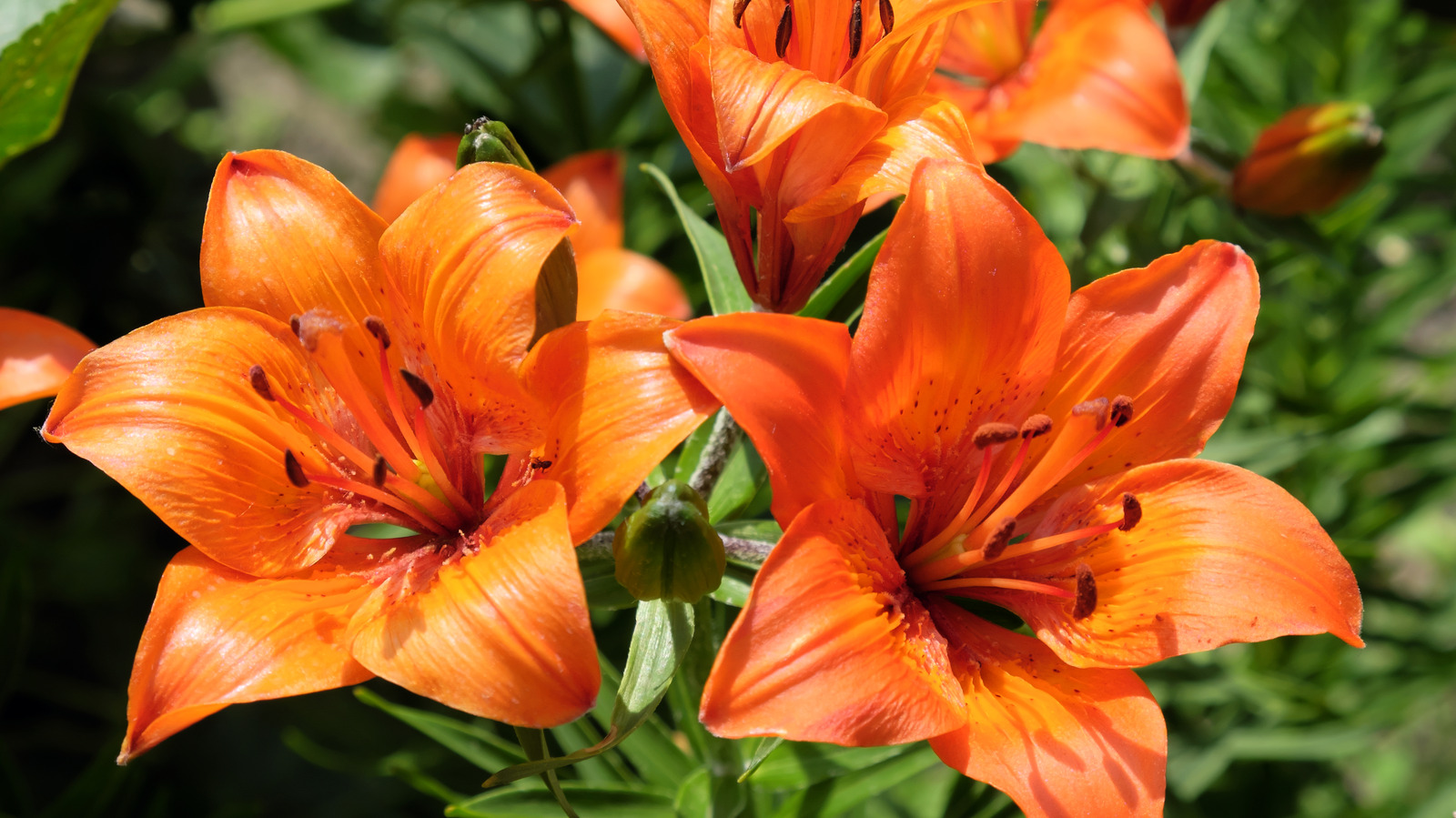 Lily Bloom It Ends With Us