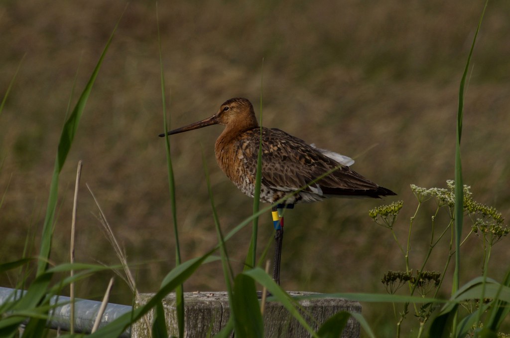 Grutto De Reis Van Onze Nationale Vogel
