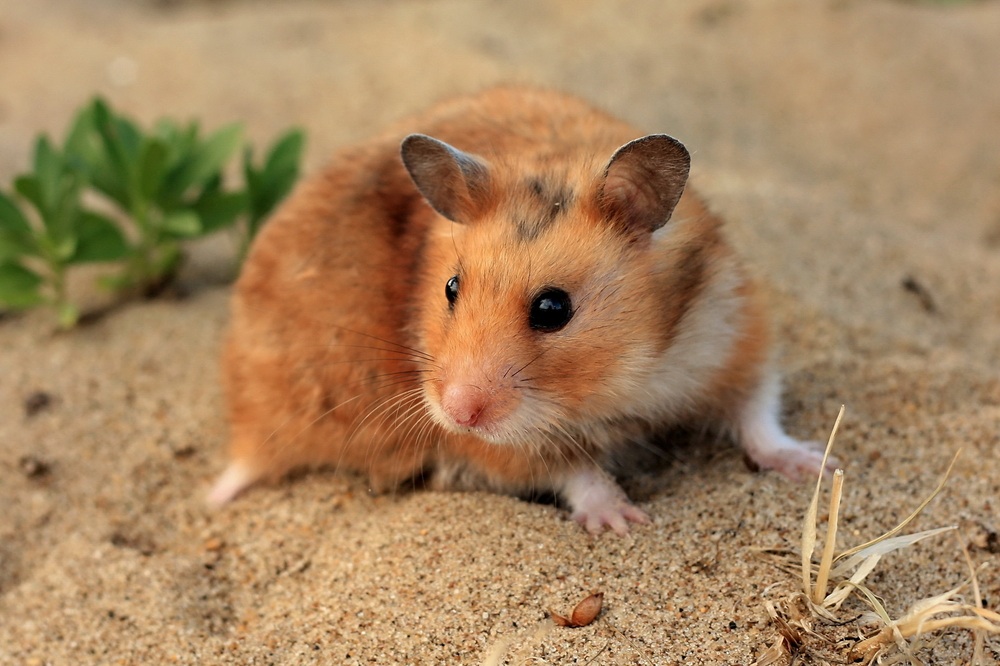 Hamster Anatomy - Hamster Munchies - Waar Leven Hamsters In Het Wild
