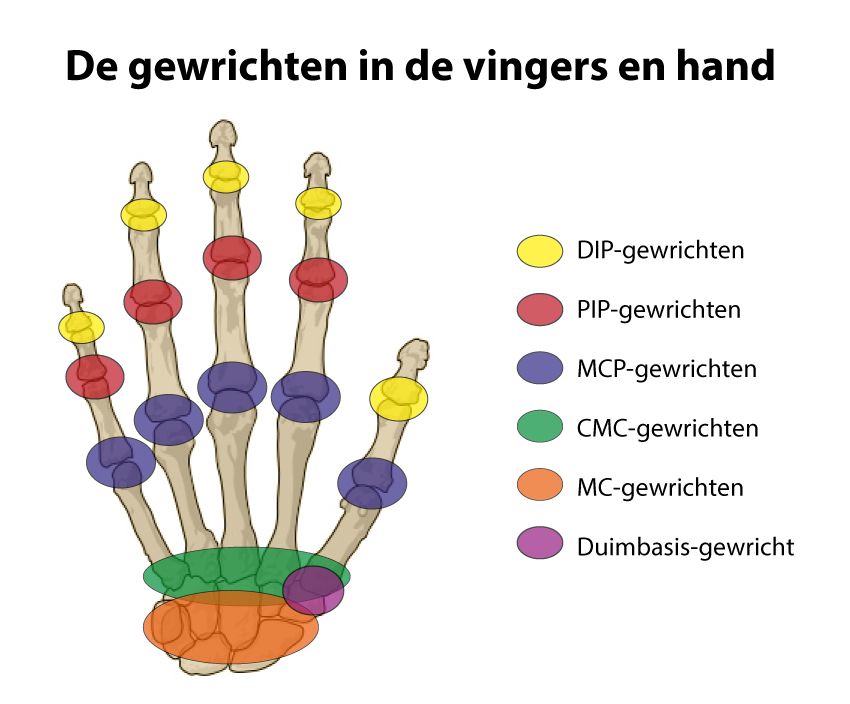 Uit Hoeveel Botjes Heeft Een Hand