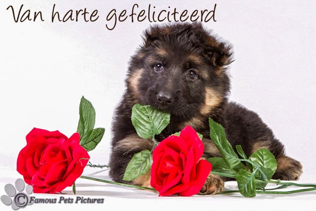 Hartelijk Gefeliciteerd In Het Duits
