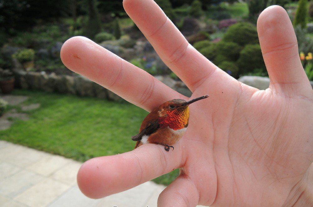 Have A Fascinating Look at the Bee Hummingbird - The World's Smallest Bird - Dit Is De Kleinste Vogel Ter Wereld