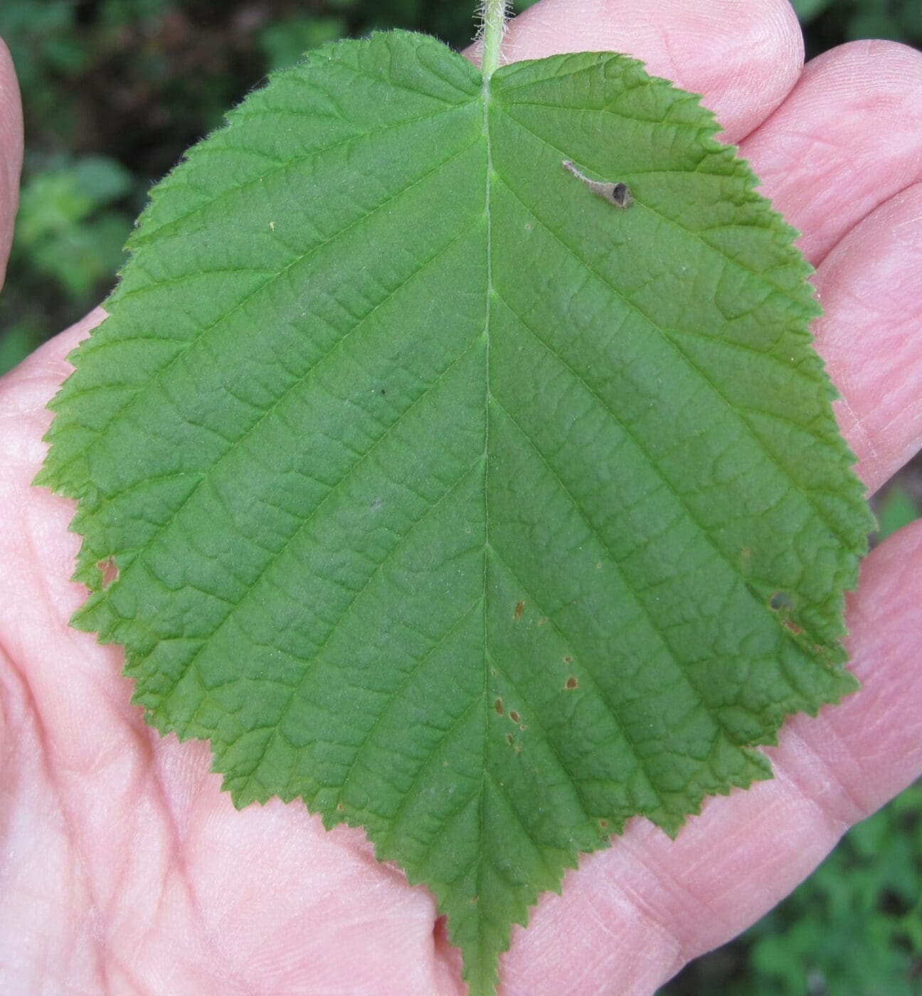 Hazel - Tree Guide UK - Common Hazel tree identification - Hazel Grace The Fault In Our Stars