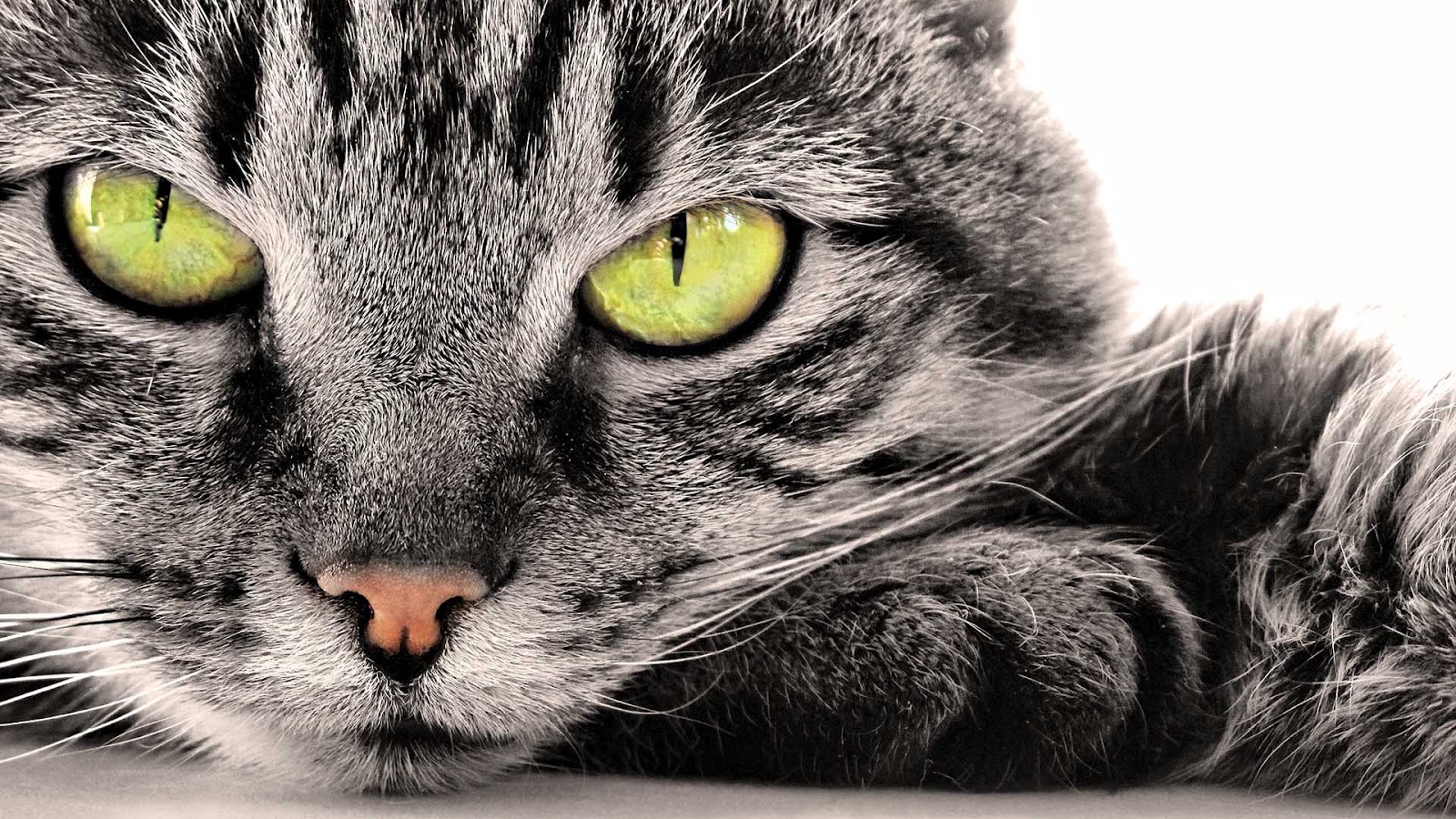 HD katten achtergronden en foto's | Mooie Leuke Achtergronden Voor Je - Kat Eet Minder Warm Weer