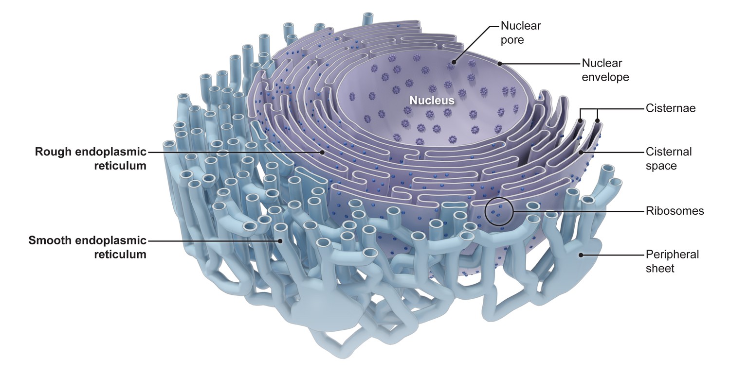 Health on emaze - Wat Doet Het Endoplasmatisch Reticulum