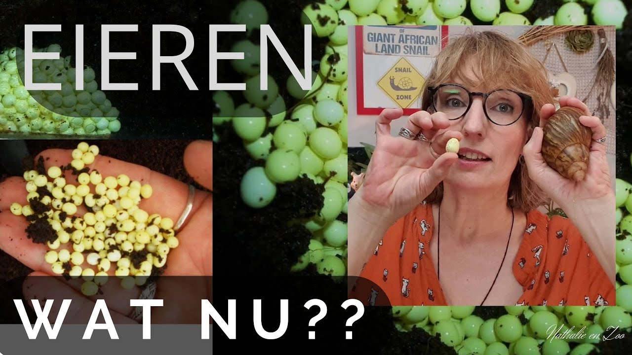 Heel veel eieren, wat nu? - YouTube - Symptomen Te Veel Eieren Eten