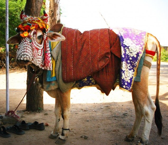 Heilige koe New Delhi, Camel, India, Kalf, Blog, Dier, Animals, Saints - Waarom Is De Koe Heilig In India