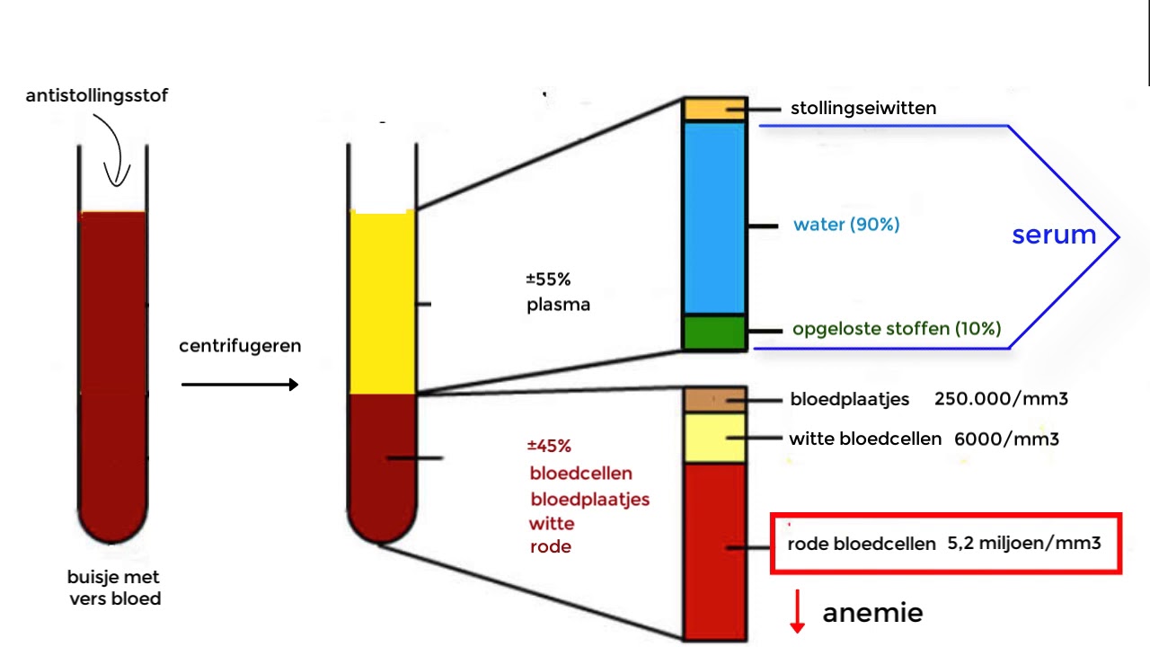 Hematocriet En Hemoglobine Te Laag