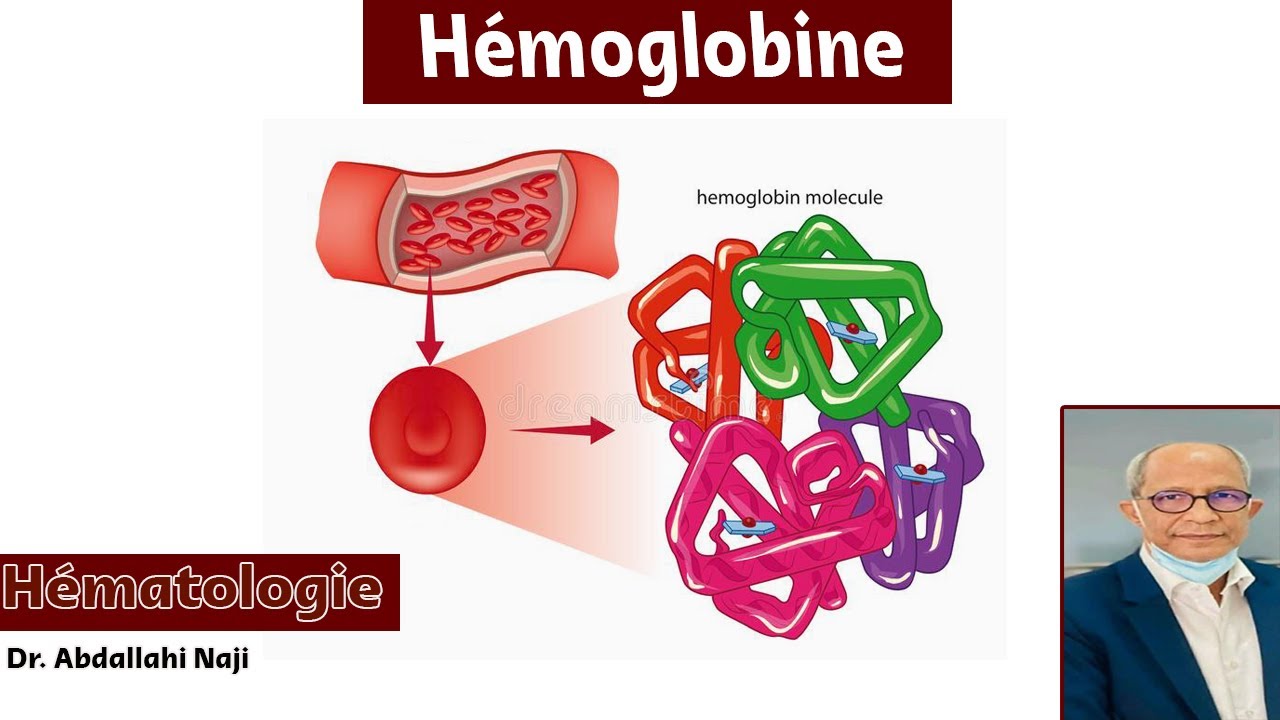 Wat Is De Functie Van Hemoglobine