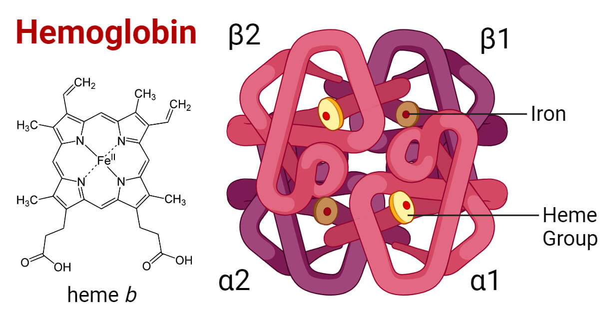 Hemoglobin Explained: Key Types, Functions & Disorders - Wat Is De Functie Van Hemoglobine