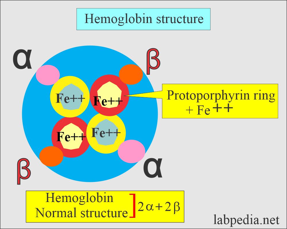 Hemoglobin: - Part 1 - Hemoglobin (Hb) structure and Functions - Hb Gehalte Hoger Dan 10