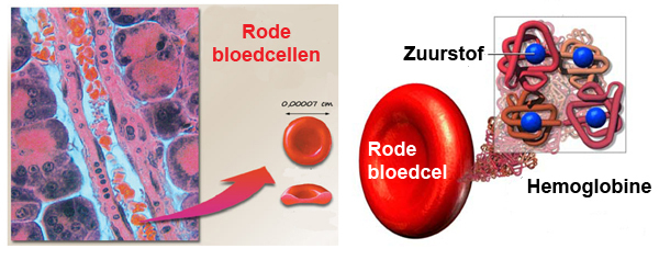 Wat Is Hb In Je Bloed
