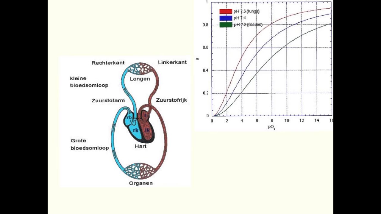 Hemoglobine en het bohr-effect. - YouTube - Wat Is De Functie Van Hemoglobine