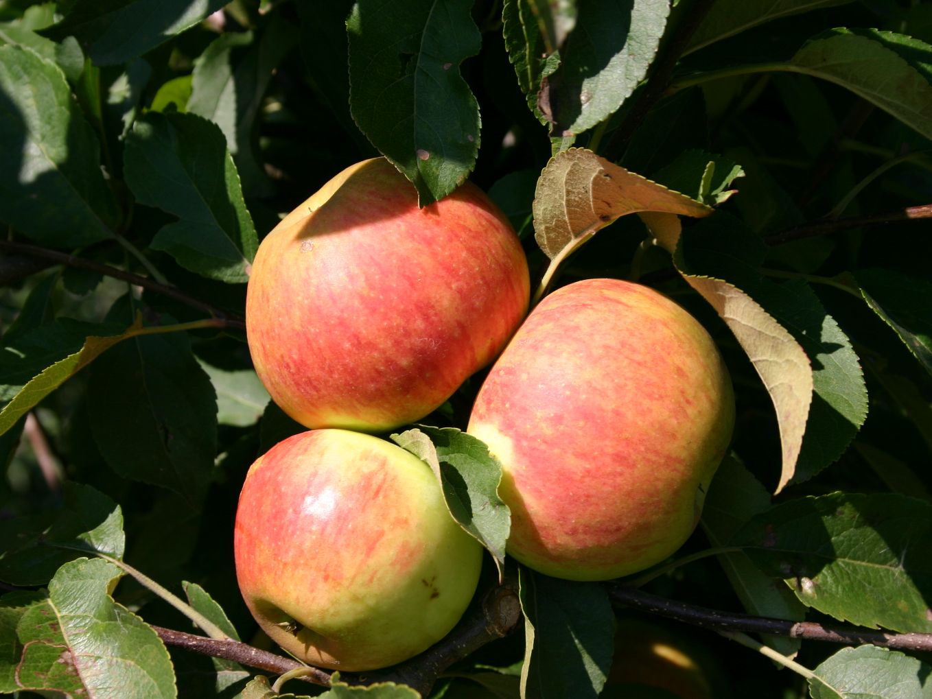 Elstar Of Jonagold Voor Appeltaart