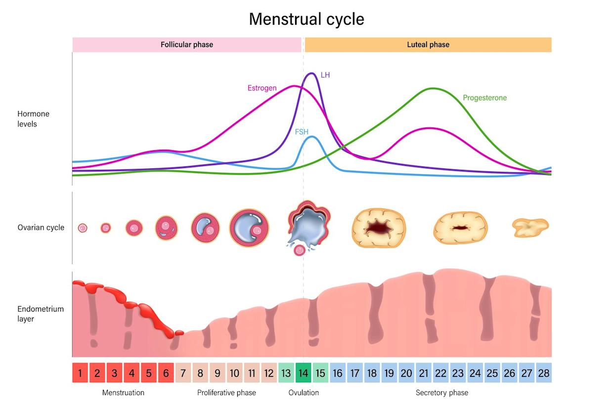 Here's What Really Happens During Your Menstrual Cycle - Tijd Tussen Eisprong En Menstruatie