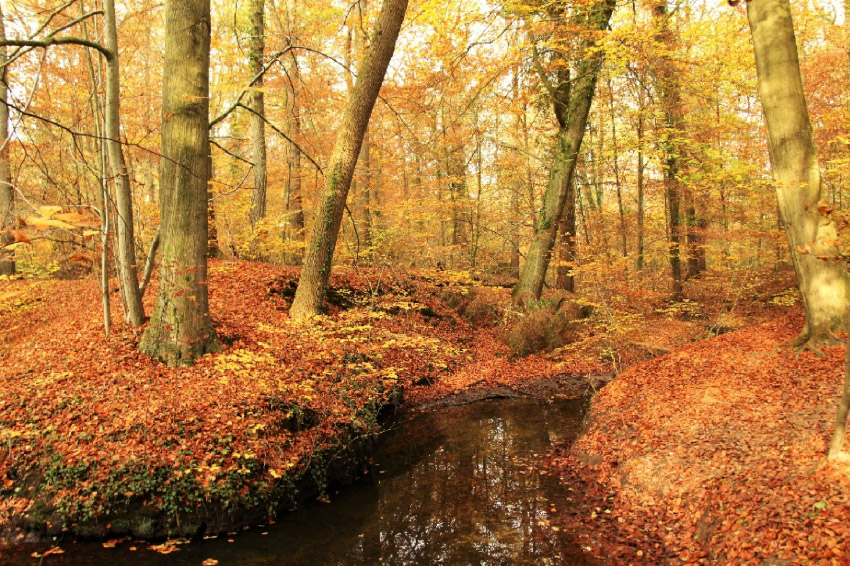 Herfst Van Je Leven