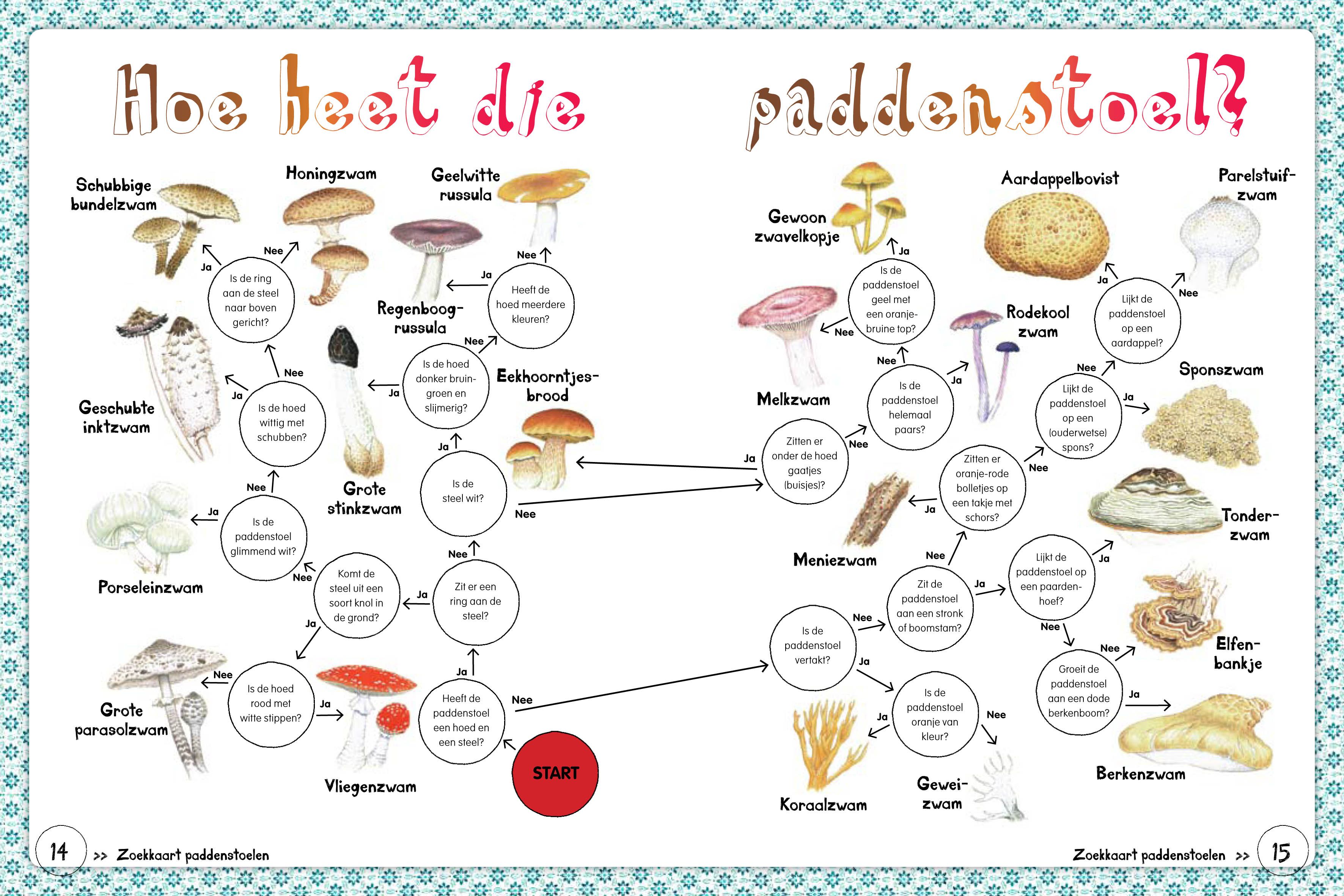 Herfst projecten, Herfst activiteiten, Paddestoelen - Deze Paddenstoel Heet Ook Wel Hanenkam