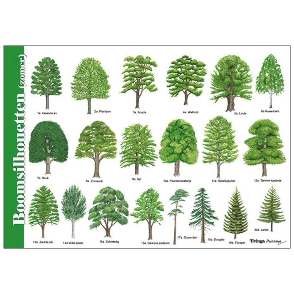 Hoeveel Soorten Bomen Zijn Er In Nederland