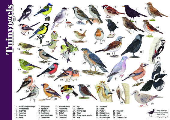 Herkenningskaart / zoekkaart Tuinvogels Nature Kids, Nature Play - Welke Namen Zijn Er Al Genoemd Bij 538