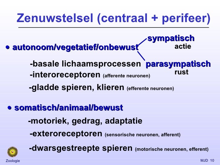 Hersenen - Het Centrale Zenuwstelsel Is Met Alle Lichaamsdelen Verbonden Door