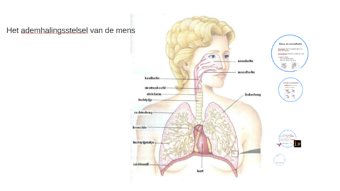 Ademhalingsstelsel Van De Mens Schematisch Getekend