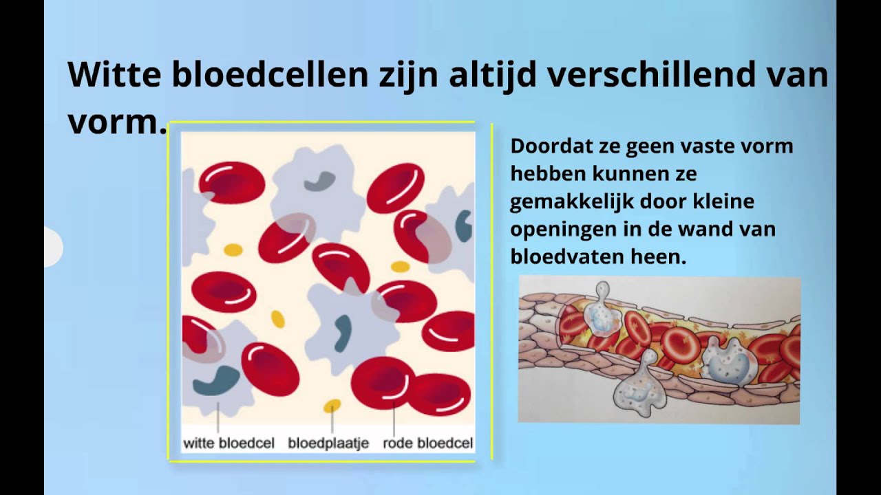 Het bloed - YouTube - Eiwit In Bloed En Urine