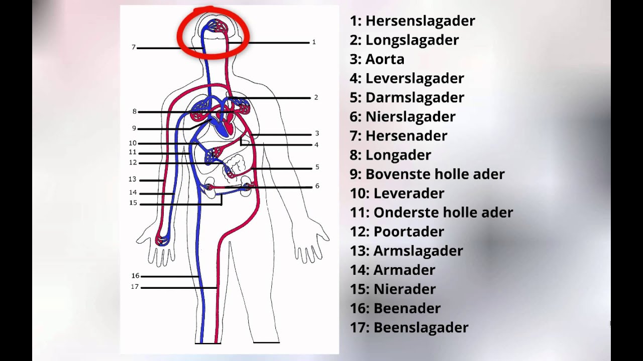 Welke Organen Horen Bij Het Bloedvatenstelsel