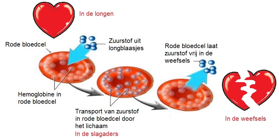 Het Bohr effect | B-Mind - Is Een Rode Bloedcel Een Deel Van Het Bloedvatenstelsel