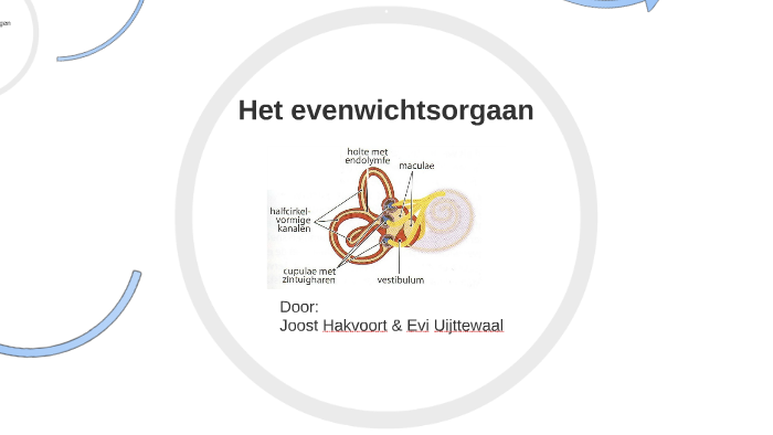 Het evenwichtsorgaan by Barrie Badpak on Prezi - Waar Bevindt Zich Het Evenwichtsorgaan