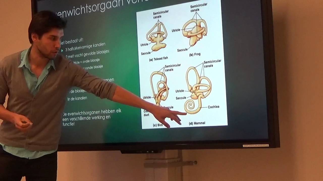 Het evenwichtsorgaan Presrntatie - YouTube - Waar Bevindt Zich Het Evenwichtsorgaan
