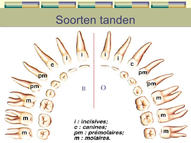 Het Gebit - Welke Drie Functies Kunnen Wortels Hebben