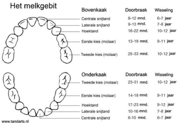 Het gebit - Nummers Van Tanden En Kiezen