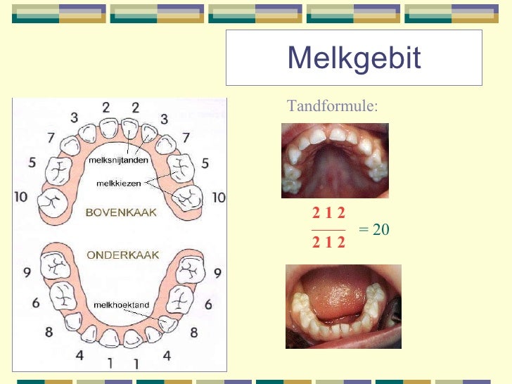 Het Gebit - Steun Geven Aan Een Deel Van Het Gebit