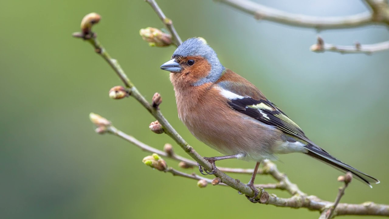 Het geluid van de Vink - Natuur en vogel geluiden om de Vink te leren - Wat Voor Een Vogel Is Dit