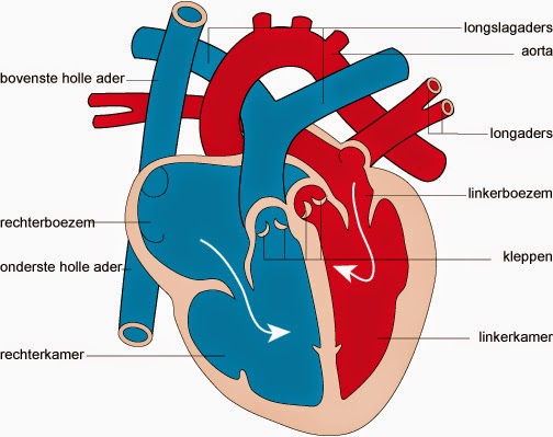 het hart: anatomie: 7. De inwendige anatomie - Schematische Tekening Van Het Hart