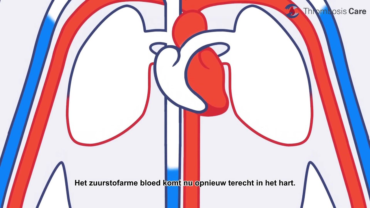 het hart en bloedvatenstelsel - YouTube - Vocht Rond Hart En Longen