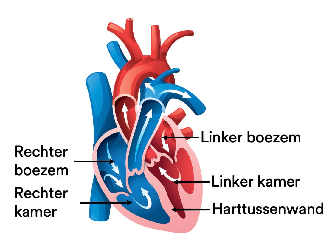 Het hart | StudyGo - Welk Deel Van Het Hart Heeft De Meest Gespierde Wand