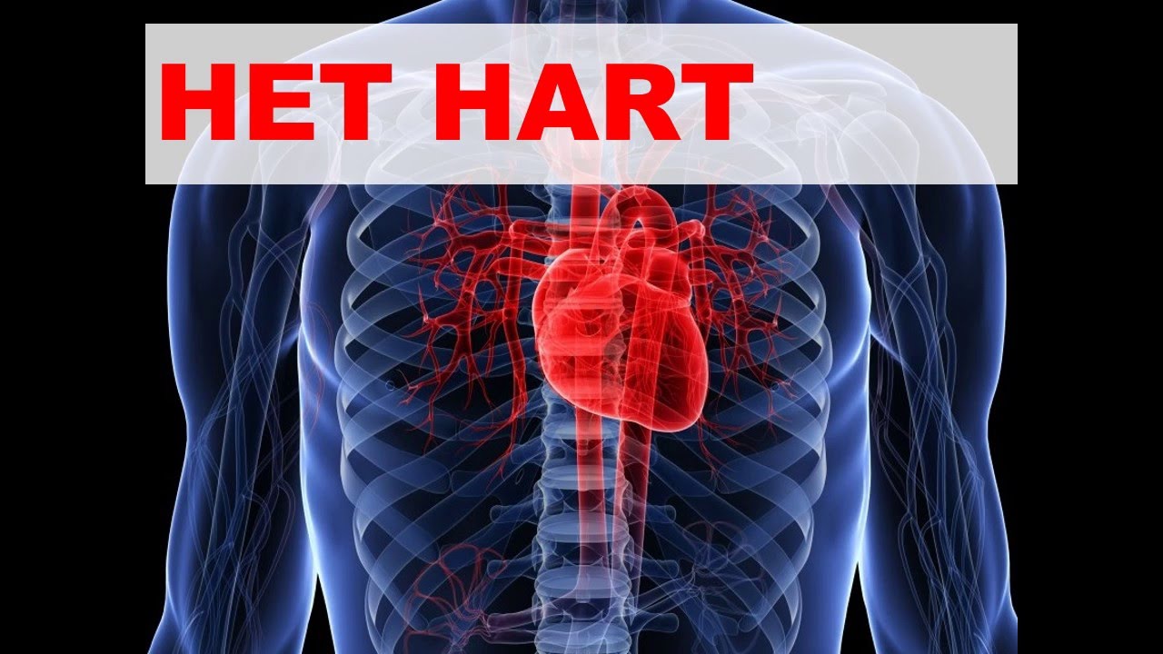Het hart - YouTube - Aan Welke Kant Zit Je Hart
