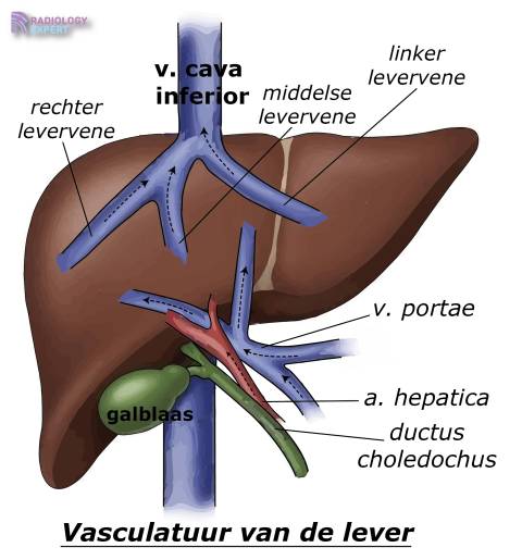 Homogeen Aspect Van De Lever