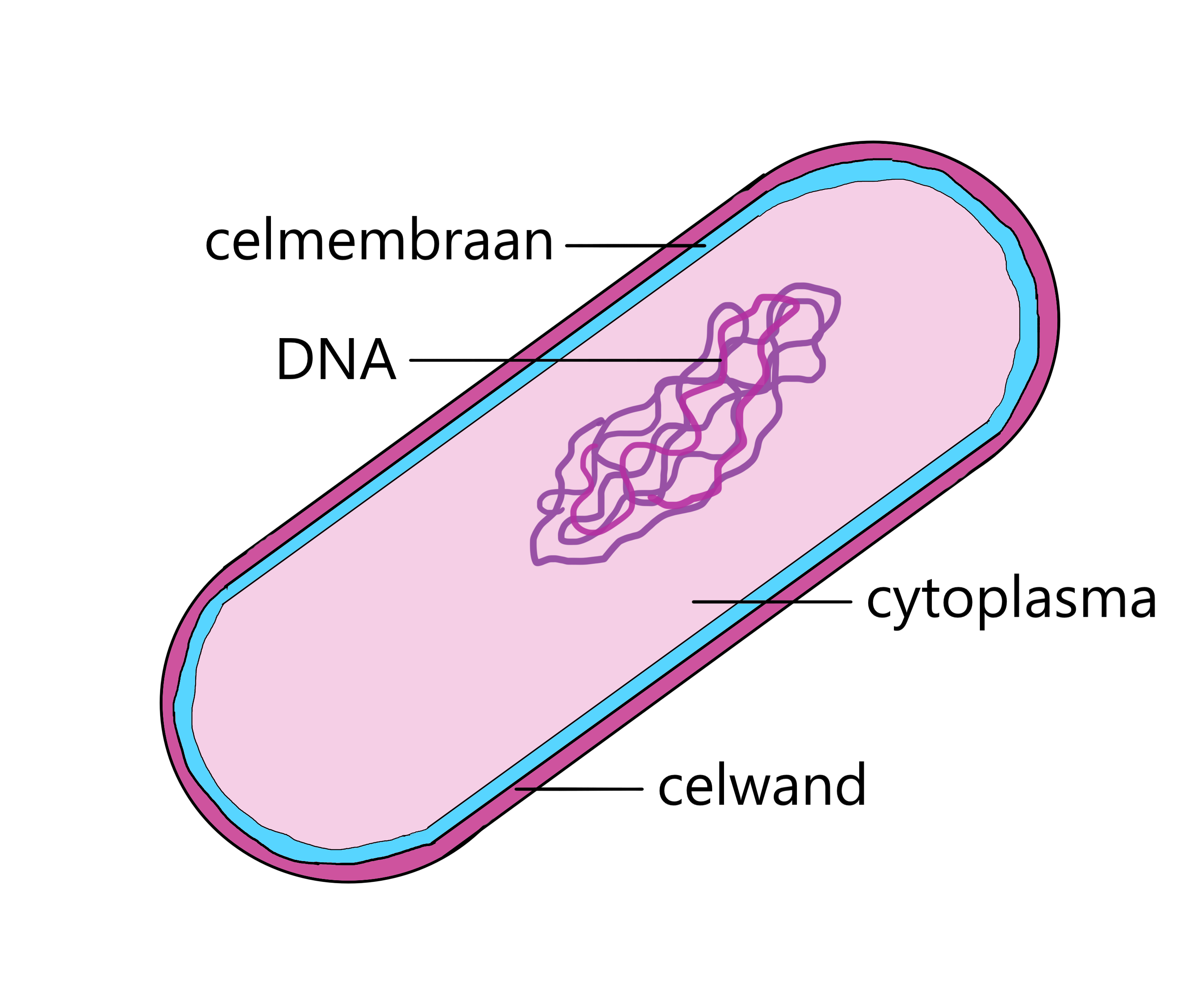 Het leven van een bacterie | Natuurwijzer - Wat Zijn De Celkenmerken Van Bacteriën
