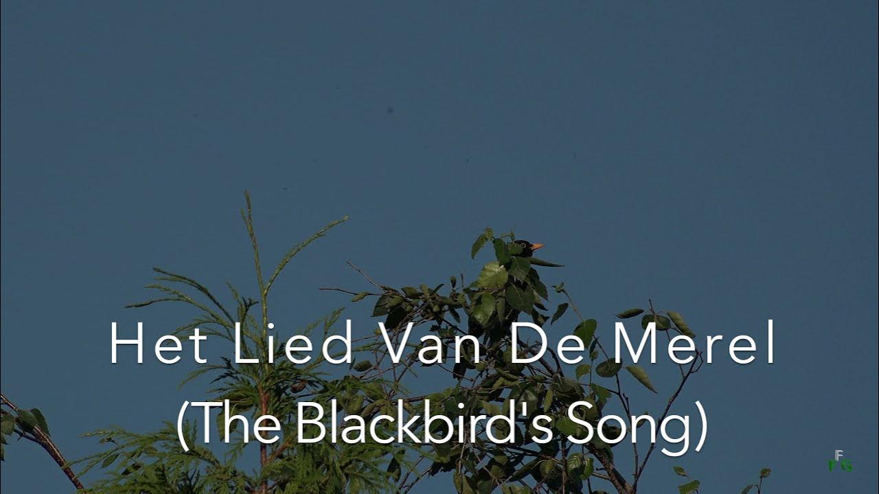 Het Lied Van De Merel (The Blackbird's Song) - YouTube - Het Lied Van De Merel